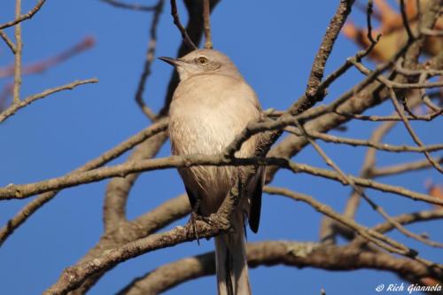 Northern Mockingbird