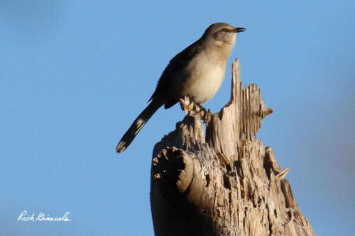 Northern Mockingbird perched on top of a dead tree