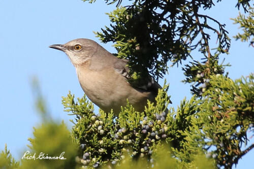 Northern Mockingbird resting in a tree with plenty of berries to eat