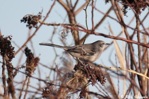 Northern Mockingbird