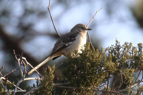 Northern Mockingbird catching some sun