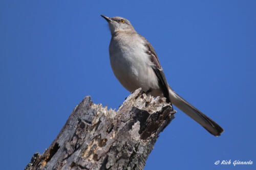 Northern Mockingbird surveying the scene