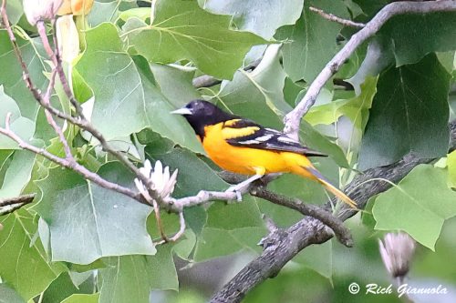 Northern Oriole