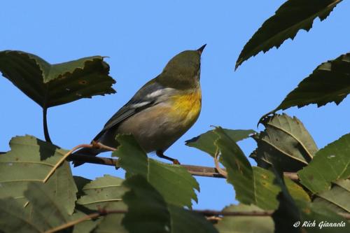 Northern Parula