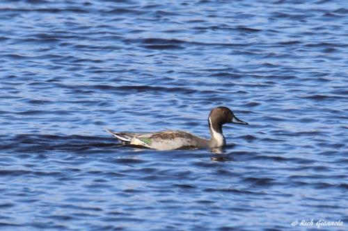 Northern Pintail