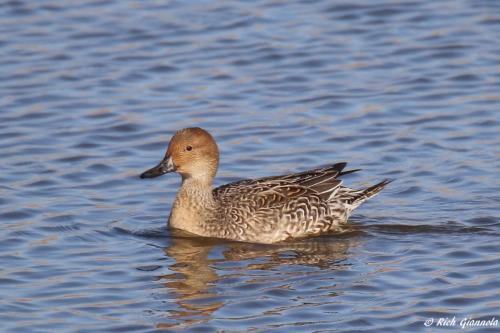 Northern Pintail