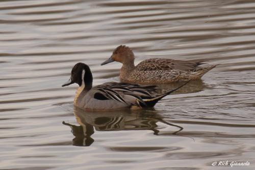 Northern Pintails