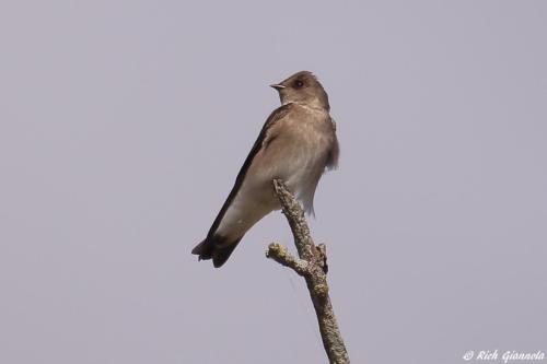 Northern Rough-Winged-Swallow