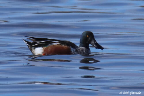 Northern Shoveler