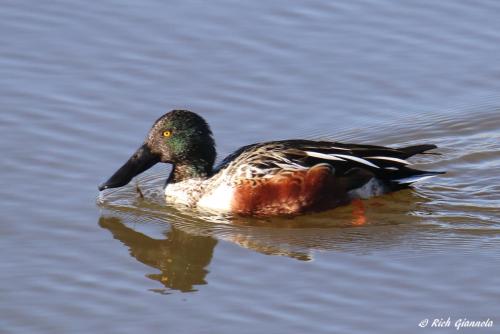 Northern Shoveler