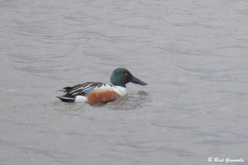 Northern Shoveler
