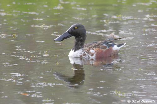 Northern Shoveler