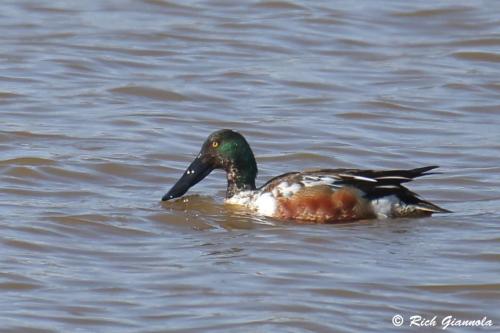 Northern Shoveler