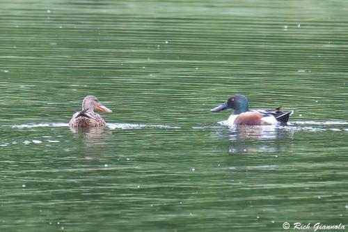 Northern Shovelers