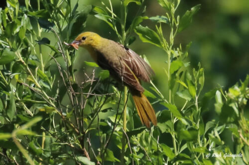 Female Orchard Oriole