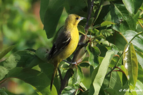 Female Orchard Oriole