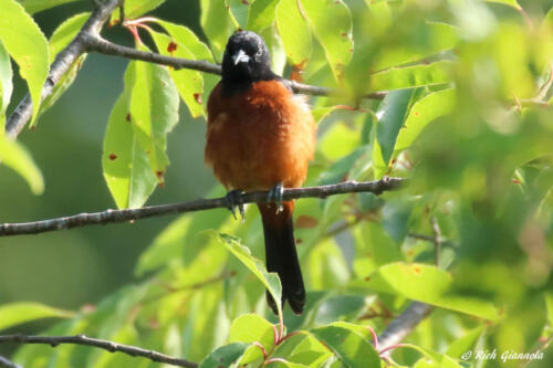 Male Orchard Oriole