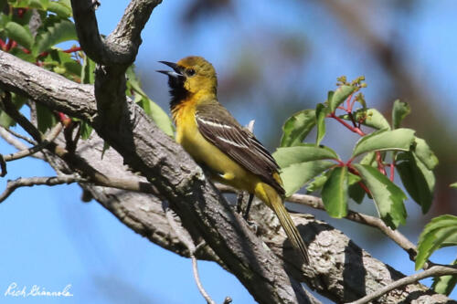 Juvenile Male Orchard Oriole singing