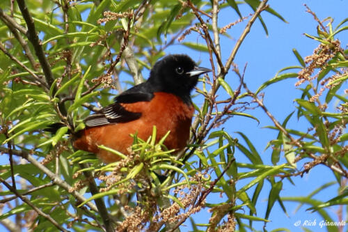 Orchard Oriole