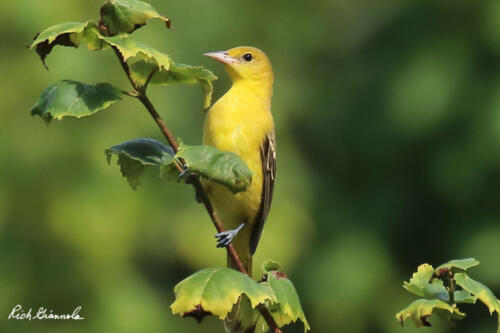 Female Orchard Oriole