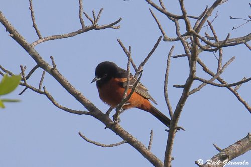 Orchard Oriole
