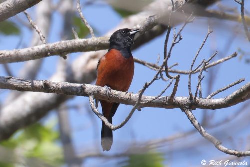 Orchard Oriole