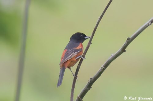 Orchard Oriole