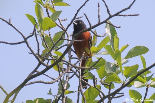 Orchard Oriole