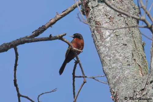 Orchard Oriole