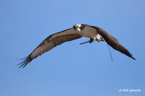 Osprey building a nest