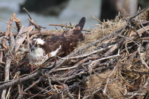 Osprey snuggling in a nest