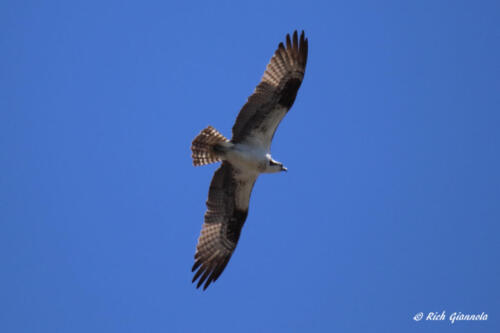 This Osprey is showing off his wingspan