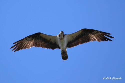 Osprey overhead