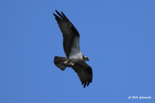 Osprey carrying breakfast