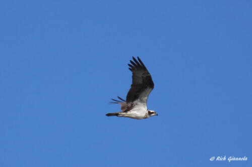 An Osprey searching for a fish