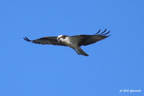 Osprey on the hunt