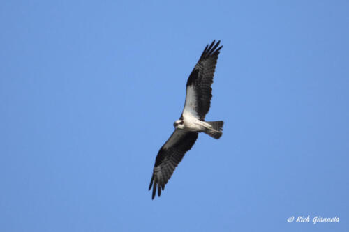 An Osprey scouting out a fish