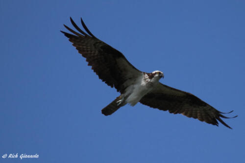 Osprey overhead