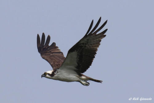 Osprey on the wing