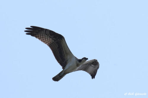 Osprey overhead