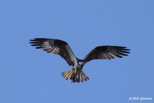 Osprey on the attack