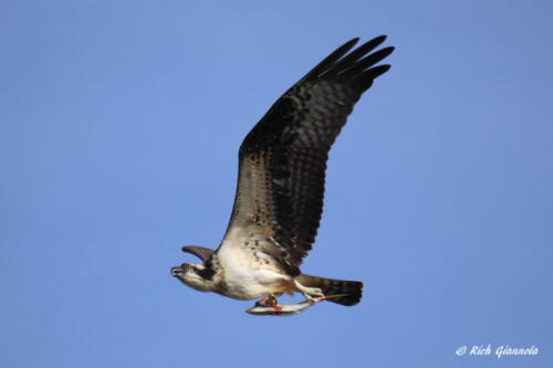 An Osprey with breakfast