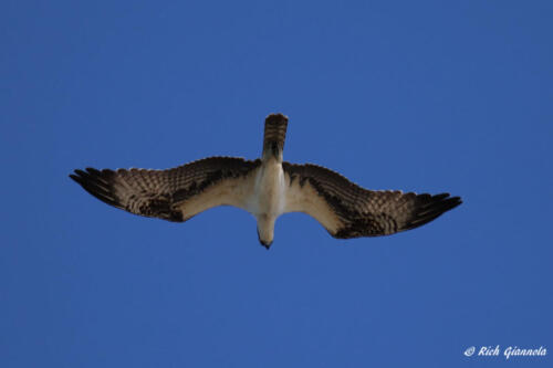 Osprey directly overhead