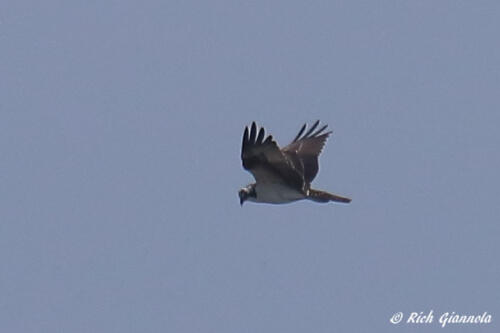 A late migrant Osprey