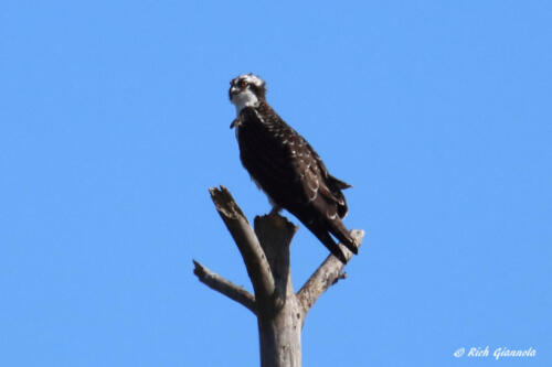 An immature Osprey