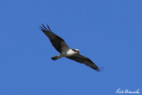 Osprey looking for something to eat