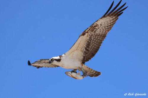 Osprey