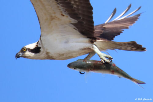 Osprey