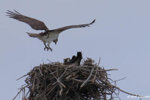 Osprey