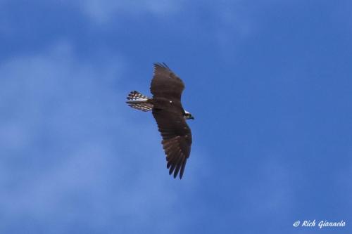 Osprey